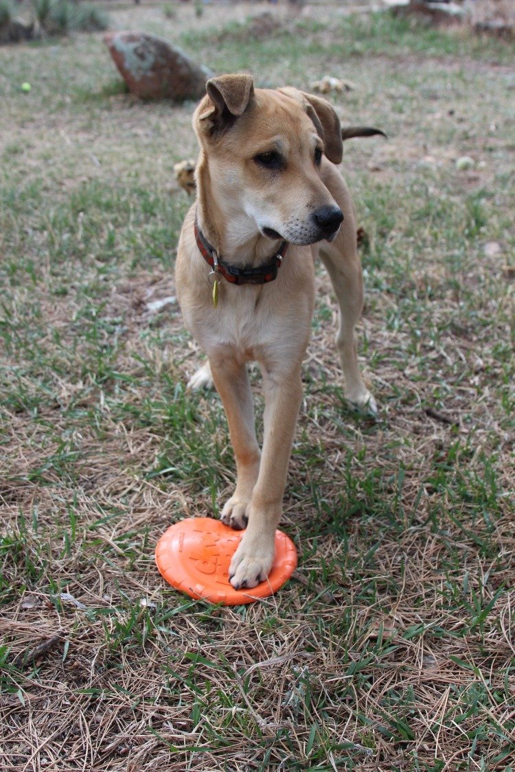 Bottle Top Flyer Rubber Frisbee for Dogs | Orange | Vet Approved | USA Made - SodaPup/True Dogs, LLC - Flyclothing LLC