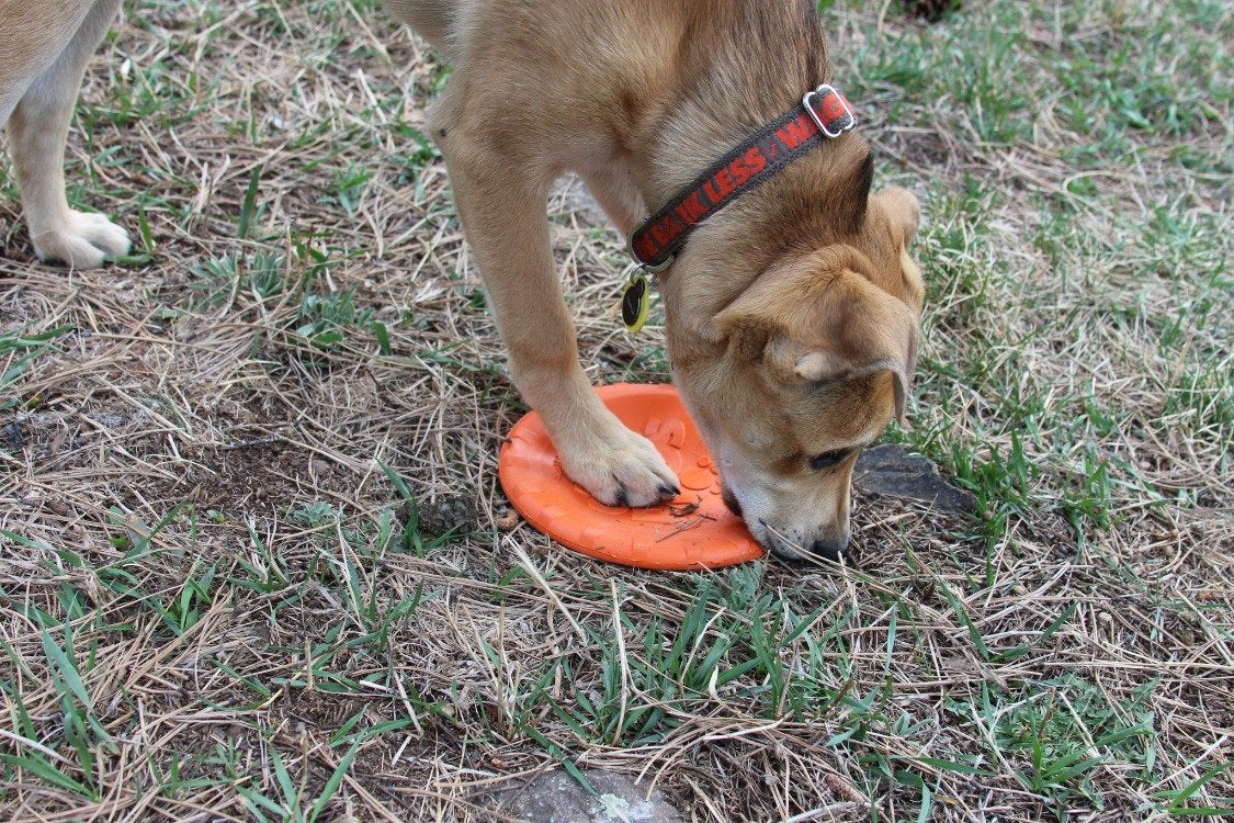 Bottle Top Flyer Rubber Frisbee for Dogs | Orange | Vet Approved | USA Made - SodaPup/True Dogs, LLC - Flyclothing LLC
