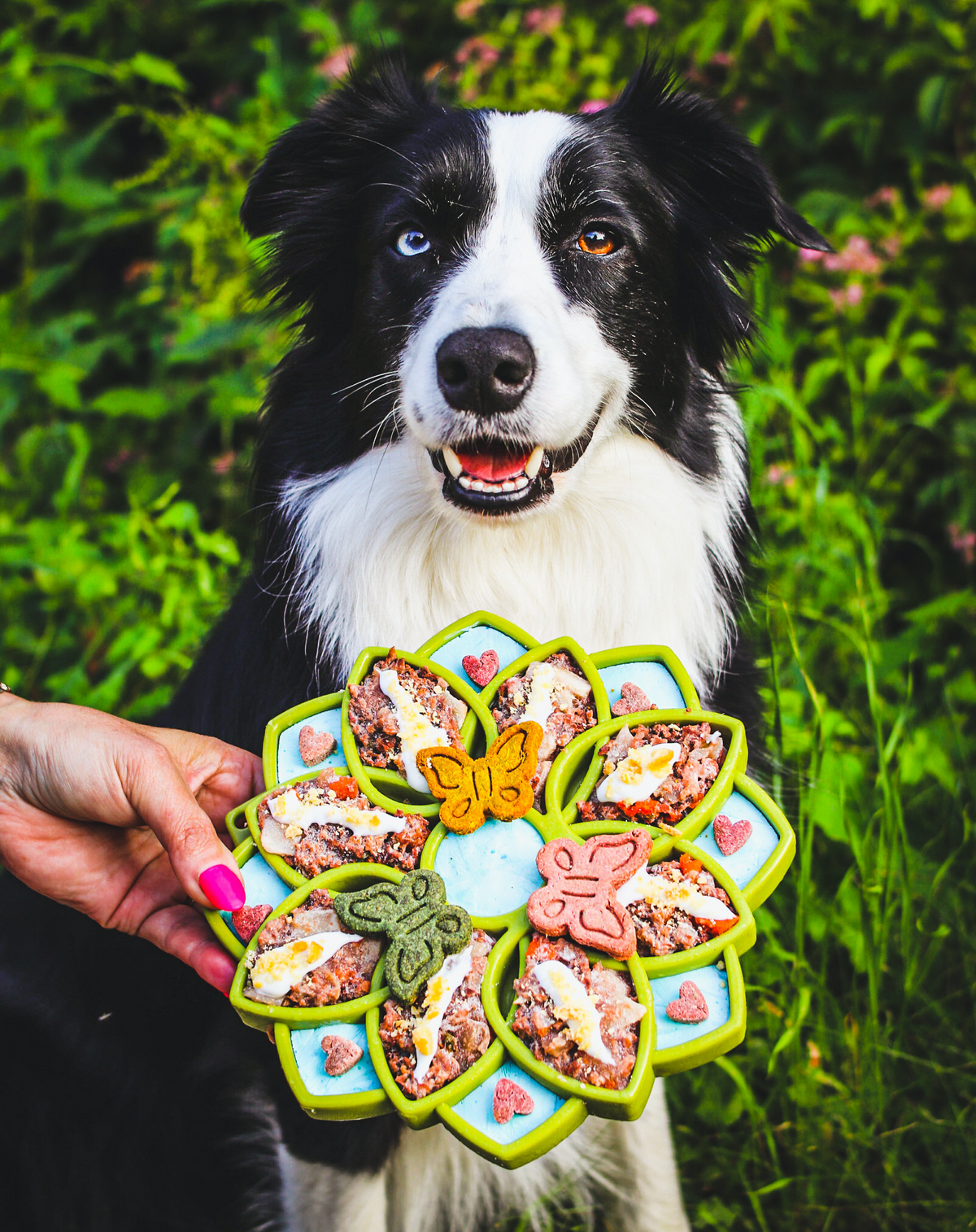 Mandala eTray Shallow Slow Feeder Dog Bowl for Enrichment | USA Made - SodaPup/True Dogs, LLC - Flyclothing LLC