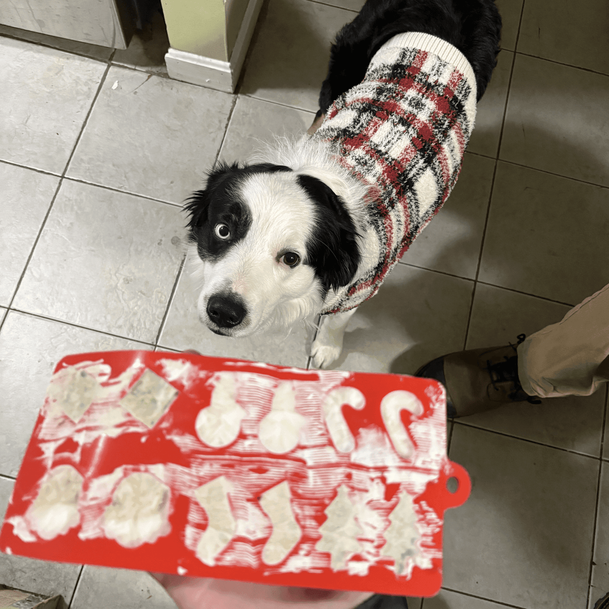 Pet Treat Molds - Farm To Pet - Flyclothing LLC