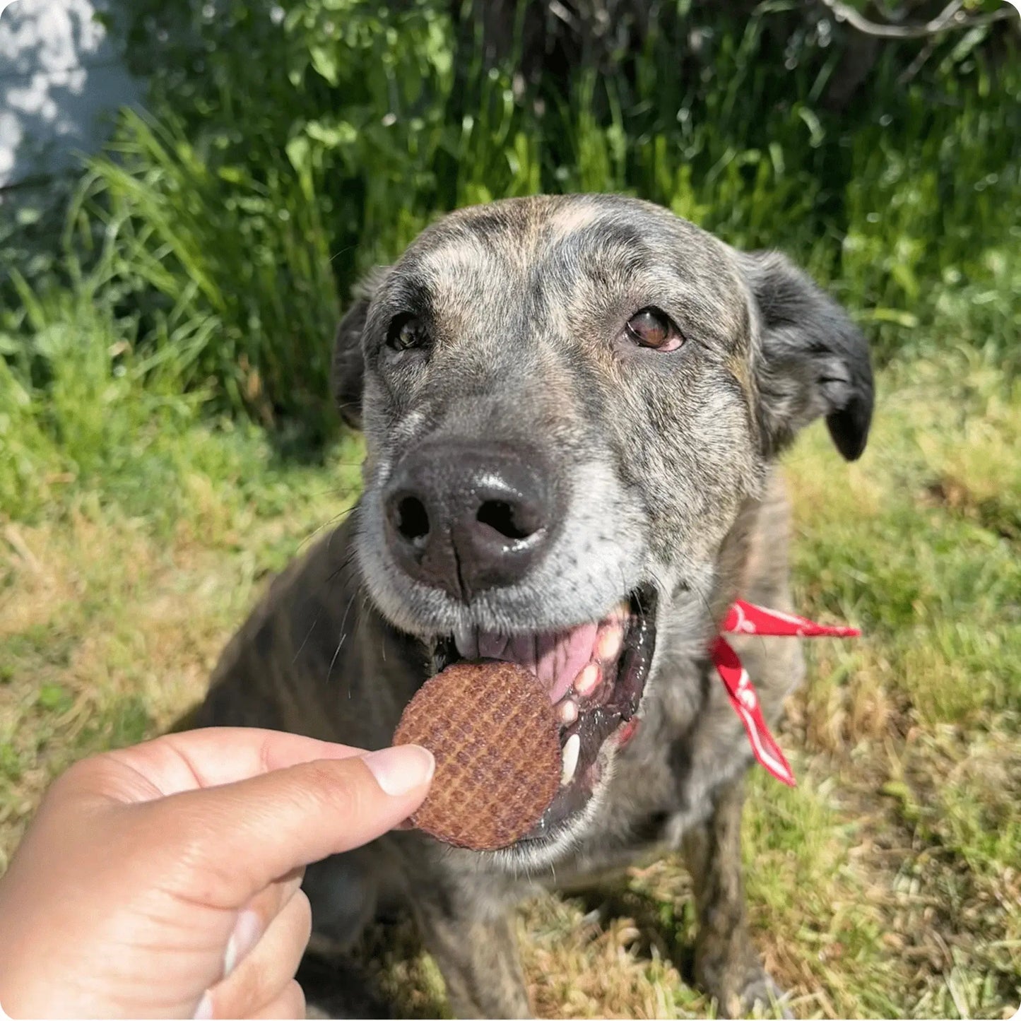 Beef Chips Dog Treats | Single-Ingredient Healthy Treats for Dogs - Farm To Pet - Flyclothing LLC