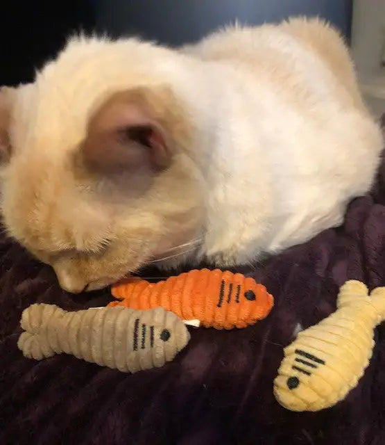 HuggleKats® Sardinies Cat Toys, 3 Pack - HuggleHounds - Flyclothing LLC