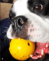 Industrial Dog Ball Rubber Chew Toy for Heavy Chewers | Yellow | USA Made | SodaPup - SodaPup/True Dogs, LLC - Flyclothing LLC
