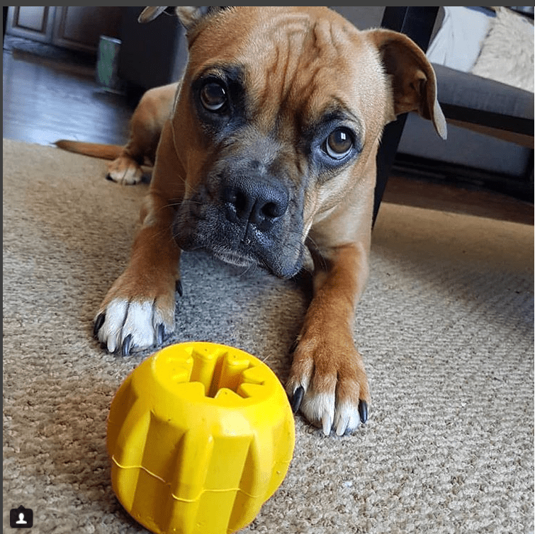 Gear eDispenser - Durable Rubber Yak Chew Holder & Treat Pocket | USA Made - SodaPup/True Dogs, LLC - Flyclothing LLC