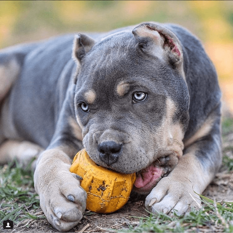 Gear eDispenser - Durable Rubber Yak Chew Holder & Treat Pocket | USA Made - SodaPup/True Dogs, LLC - Flyclothing LLC