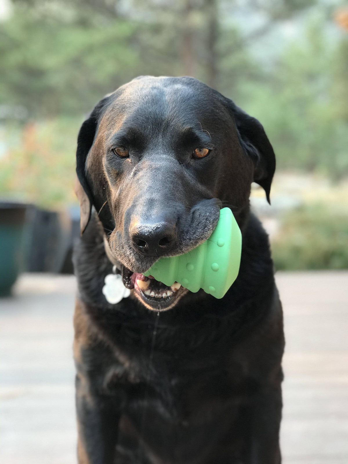Christmas Tree Dog Toy - Durable Rubber Chew Toy for Large Dogs | USA Made - SodaPup/True Dogs, LLC - Flyclothing LLC