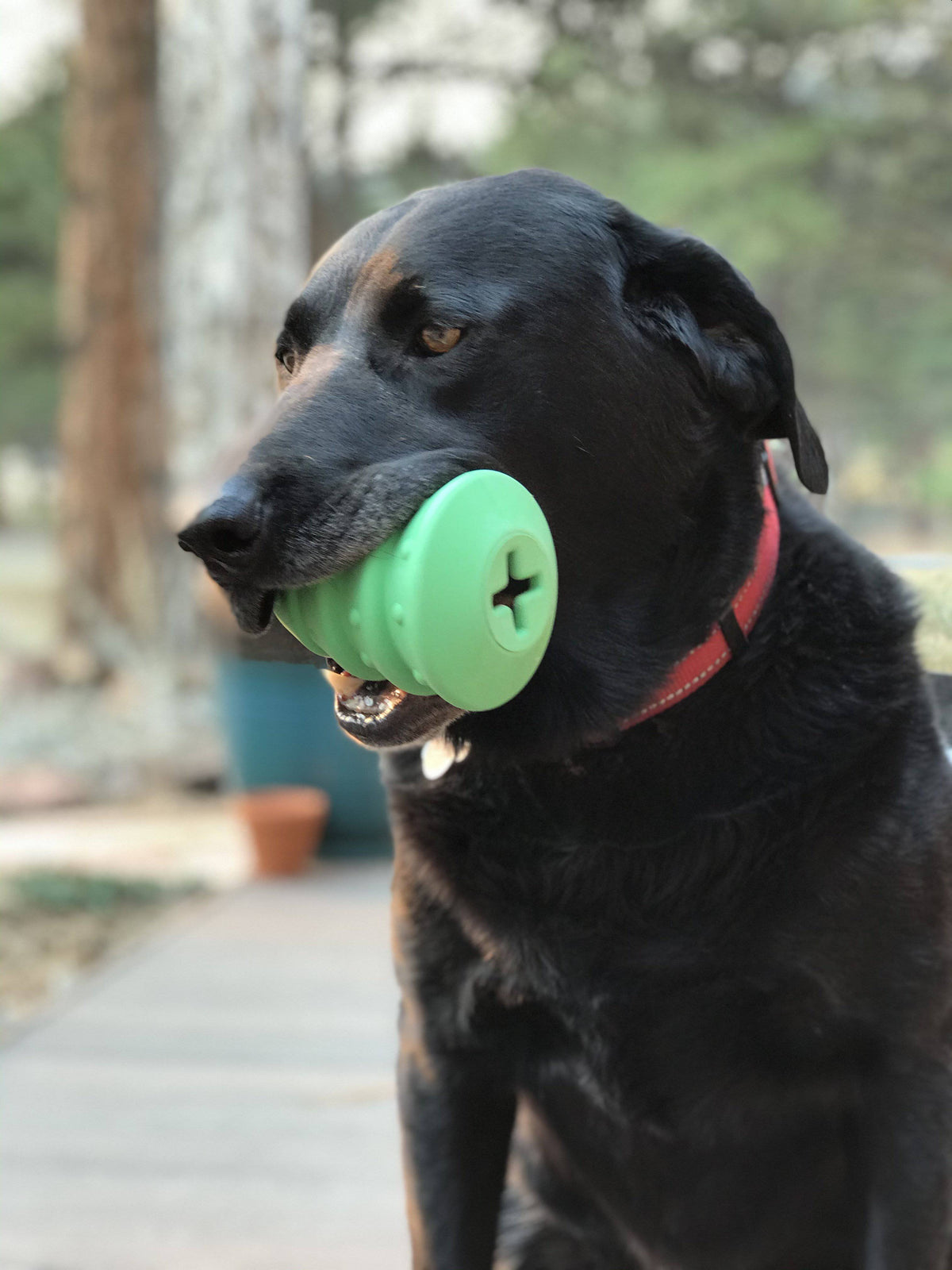 Christmas Tree Dog Toy - Durable Rubber Chew Toy for Large Dogs | USA Made - SodaPup/True Dogs, LLC - Flyclothing LLC