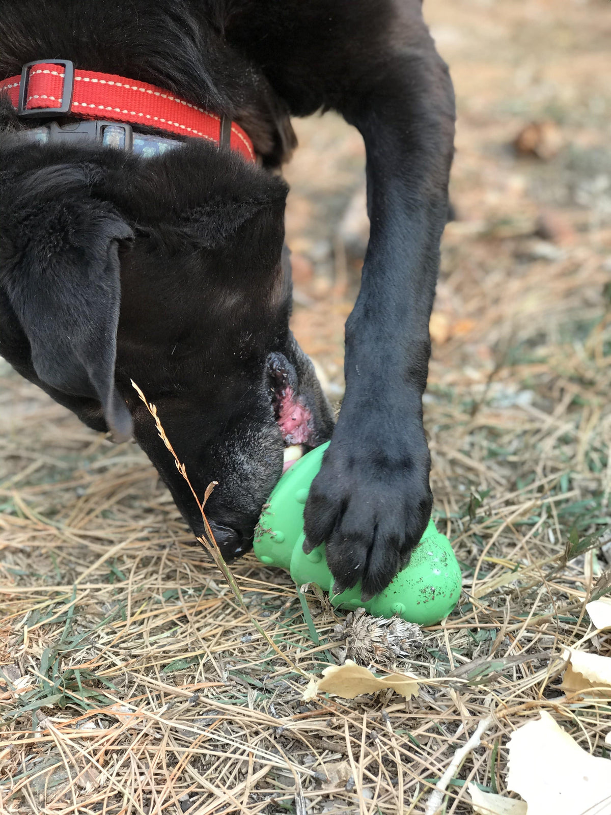 Christmas Tree Dog Toy - Durable Rubber Chew Toy for Large Dogs | USA Made - SodaPup/True Dogs, LLC - Flyclothing LLC