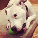 Dinosaur Egg Dog Chew Toy & Treat Dispenser - USA Made | SodaPup - SodaPup/True Dogs, LLC - Flyclothing LLC
