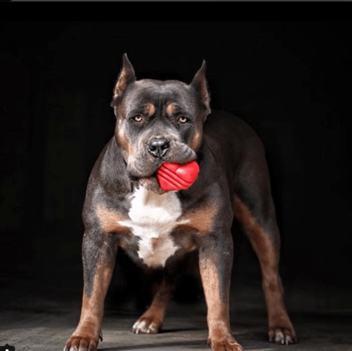 Heart on a String Dog Toy - Durable Rubber Tug Toy for Large Dogs | USA Made - SodaPup/True Dogs, LLC - Flyclothing LLC