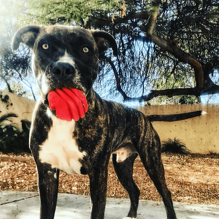 Heart on a String Dog Toy - Durable Rubber Tug Toy for Large Dogs | USA Made - SodaPup/True Dogs, LLC - Flyclothing LLC