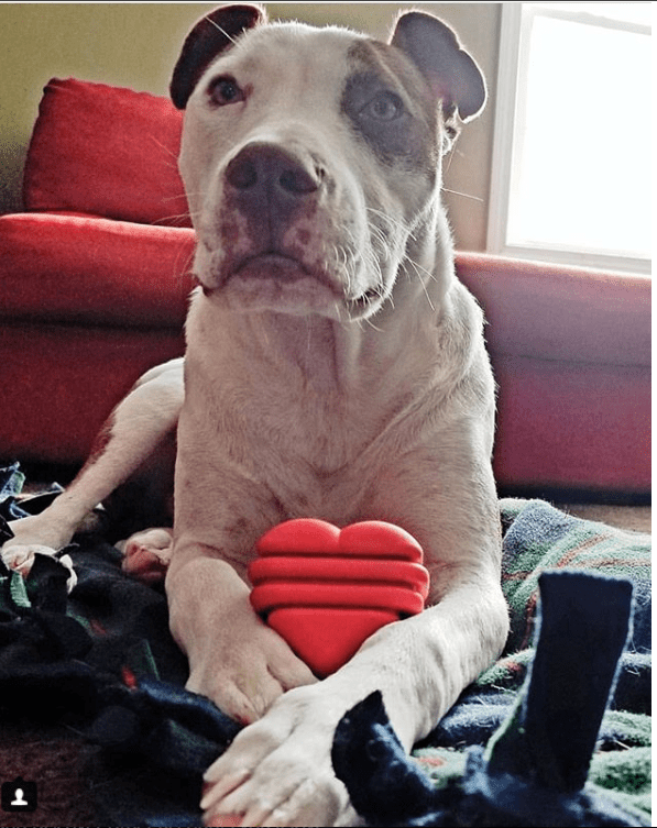 Heart on a String Dog Toy - Durable Rubber Tug Toy for Large Dogs | USA Made - SodaPup/True Dogs, LLC - Flyclothing LLC