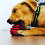 Heart on a String Dog Toy - Durable Rubber Tug Toy for Large Dogs | USA Made - SodaPup/True Dogs, LLC - Flyclothing LLC