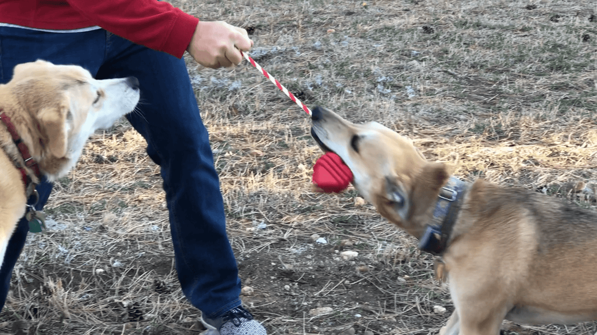 Heart on a String Dog Toy - Durable Rubber Tug Toy for Large Dogs | USA Made - SodaPup/True Dogs, LLC - Flyclothing LLC