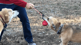 Heart on a String Dog Toy - Durable Rubber Tug Toy for Large Dogs | USA Made - SodaPup/True Dogs, LLC - Flyclothing LLC