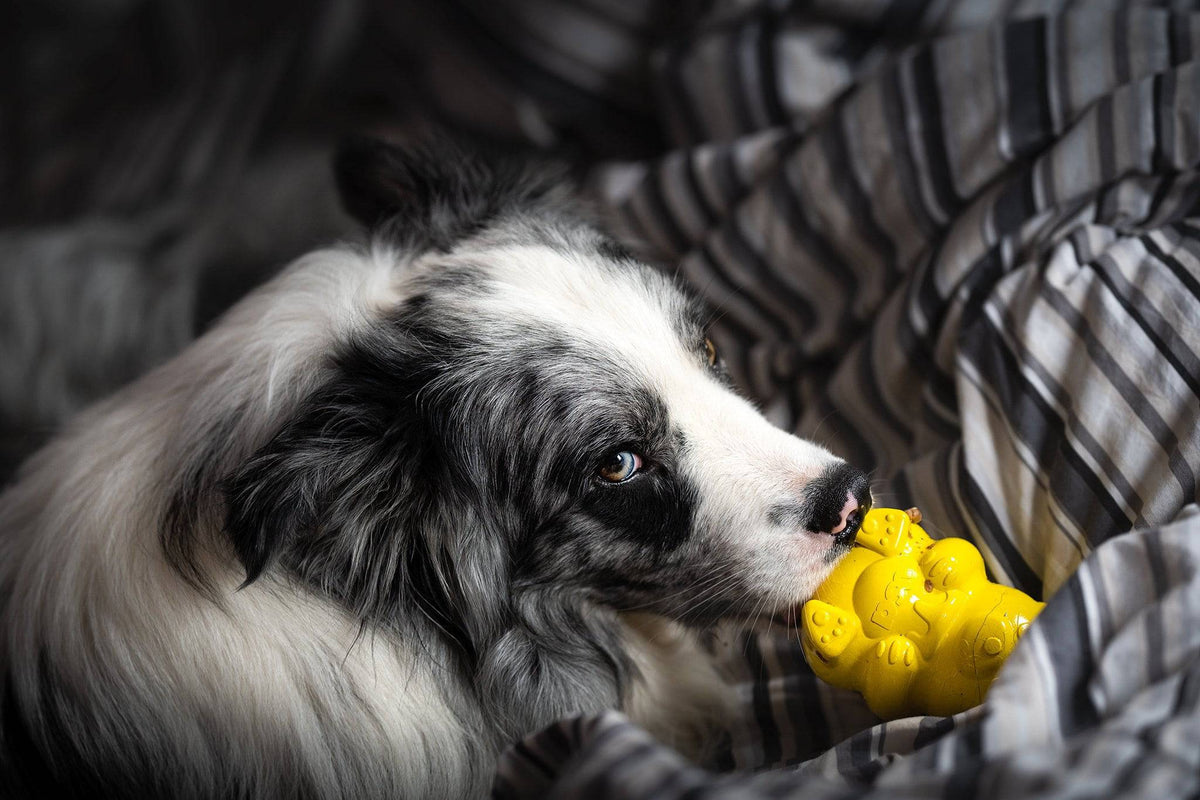 Honey Bear eDispenser - Durable Rubber Treat Dispenser for Dogs | USA Made - SodaPup/True Dogs, LLC - Flyclothing LLC