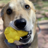 Honey Bear eDispenser - Durable Rubber Treat Dispenser for Dogs | USA Made - SodaPup/True Dogs, LLC - Flyclothing LLC