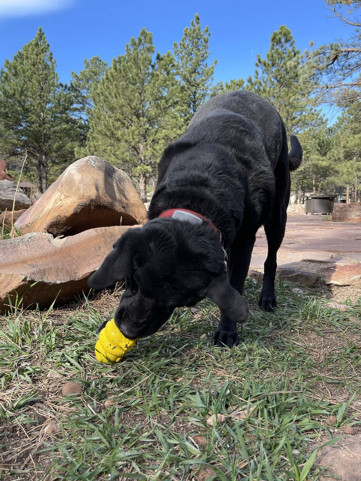 Honey Bear eDispenser - Durable Rubber Treat Dispenser for Dogs | USA Made - SodaPup/True Dogs, LLC - Flyclothing LLC
