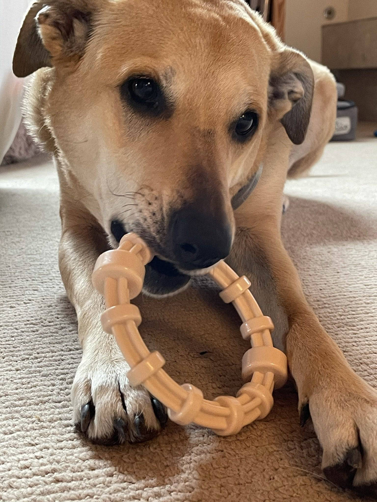Chicken Flavored Teething Ring for Puppies & Aggressive Chewers | USA Made - SodaPup/True Dogs, LLC - Flyclothing LLC