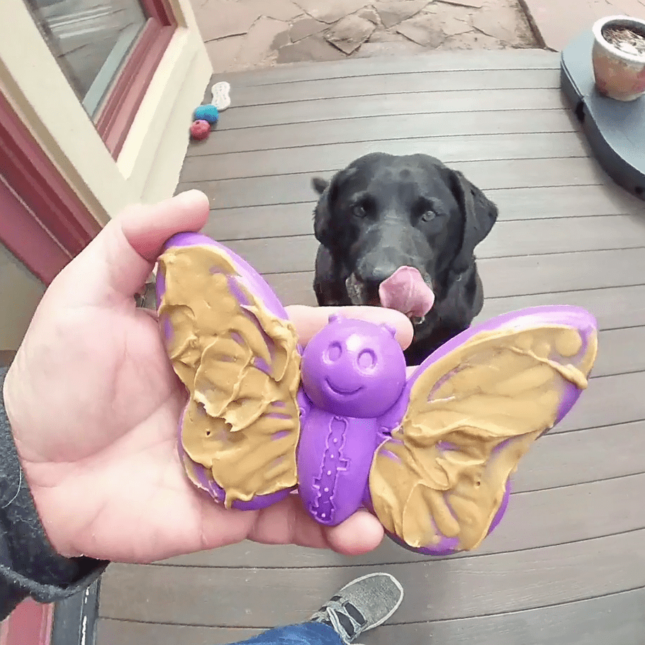 Butterfly Nylon Chew & Enrichment Toy | 2-in-1 for Aggressive Chewers | SodaPup - SodaPup/True Dogs, LLC - Flyclothing LLC