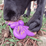 Butterfly Nylon Chew & Enrichment Toy | 2-in-1 for Aggressive Chewers | SodaPup - SodaPup/True Dogs, LLC - Flyclothing LLC