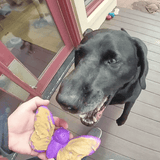 Butterfly Nylon Chew & Enrichment Toy | 2-in-1 for Aggressive Chewers | SodaPup - SodaPup/True Dogs, LLC - Flyclothing LLC