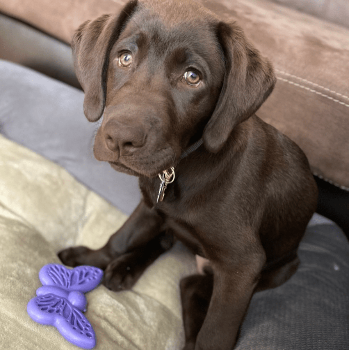 Butterfly Nylon Chew & Enrichment Toy | 2-in-1 for Aggressive Chewers | SodaPup - SodaPup/True Dogs, LLC - Flyclothing LLC