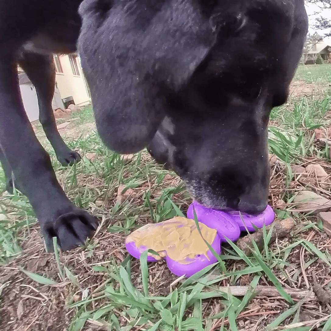 Butterfly Nylon Chew & Enrichment Toy | 2-in-1 for Aggressive Chewers | SodaPup - SodaPup/True Dogs, LLC - Flyclothing LLC