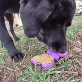 Butterfly Nylon Chew & Enrichment Toy | 2-in-1 for Aggressive Chewers | SodaPup - SodaPup/True Dogs, LLC - Flyclothing LLC