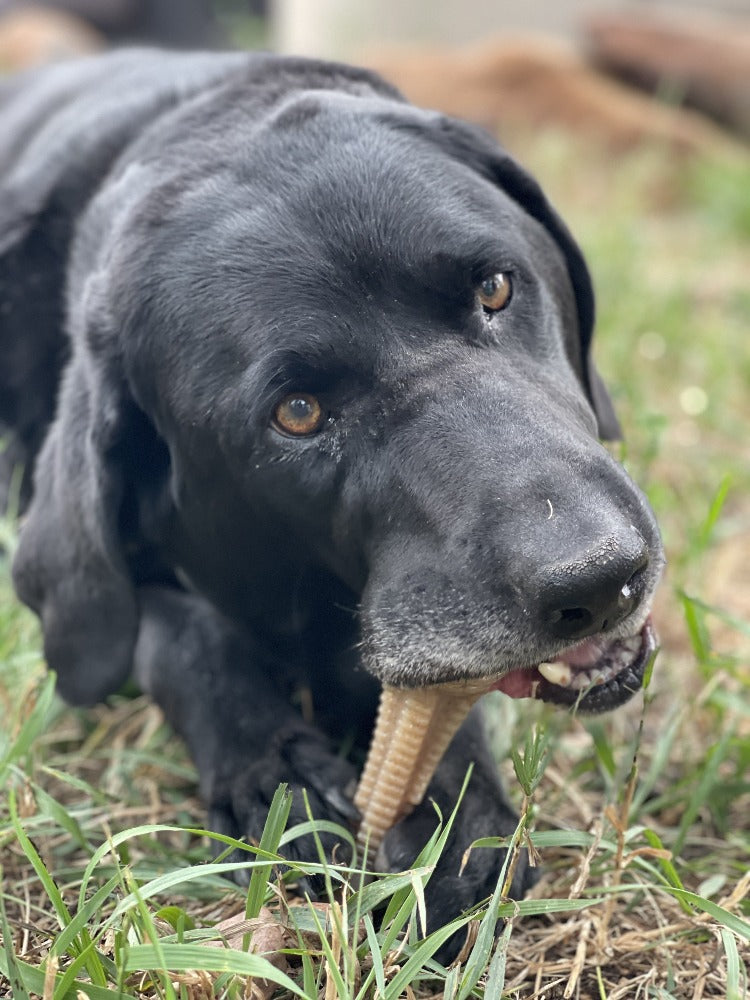 Honey Bone Dental Tower Nylon Chew Toy for Aggressive Chewers | USA Made - SodaPup/True Dogs, LLC - Flyclothing LLC