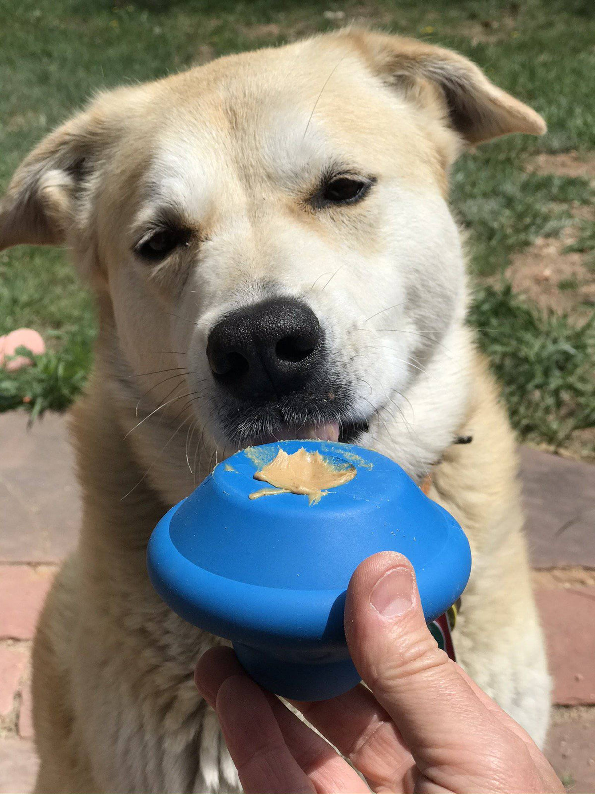 Flying Saucer Dog Toy - Durable UFO Chew Toy & Treat Dispenser | USA Made - SodaPup/True Dogs, LLC - Flyclothing LLC