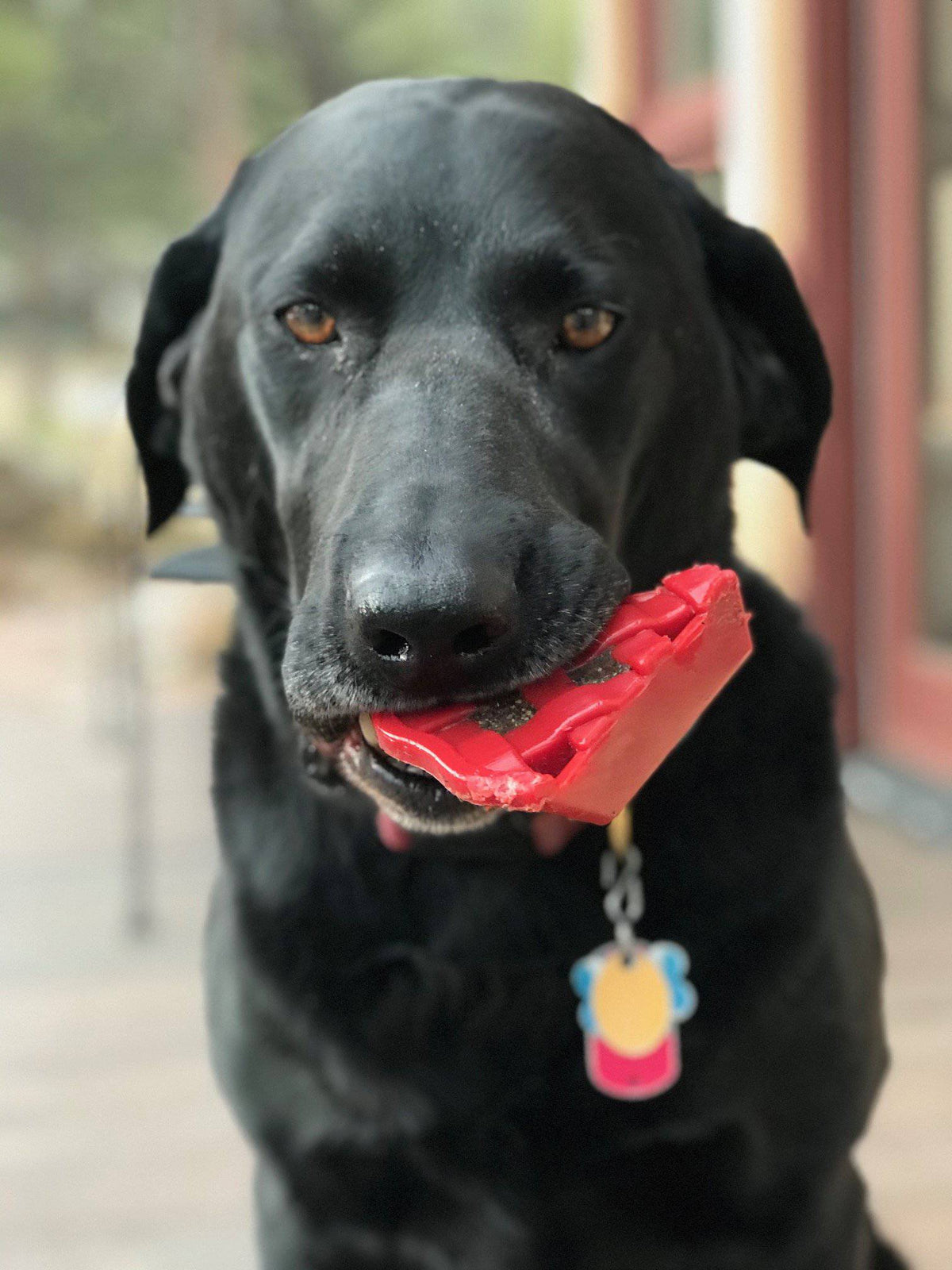 Cherry Pie Nylon Dog Chew Toy for Aggressive Chewers | USA Made | SodaPup - SodaPup/True Dogs, LLC - Flyclothing LLC