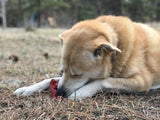 Cherry Pie Nylon Dog Chew Toy for Aggressive Chewers | USA Made | SodaPup - SodaPup/True Dogs, LLC - Flyclothing LLC