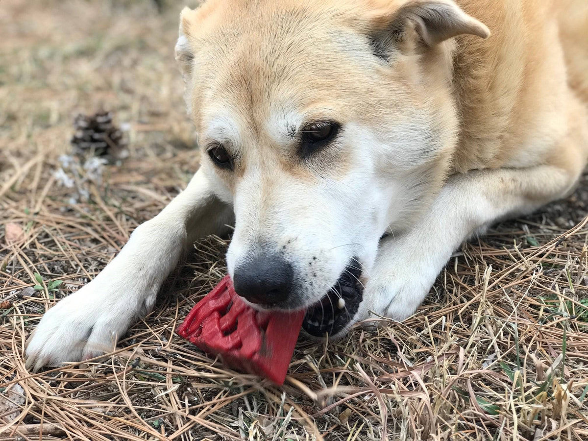 Cherry Pie Nylon Dog Chew Toy for Aggressive Chewers | USA Made | SodaPup - SodaPup/True Dogs, LLC - Flyclothing LLC