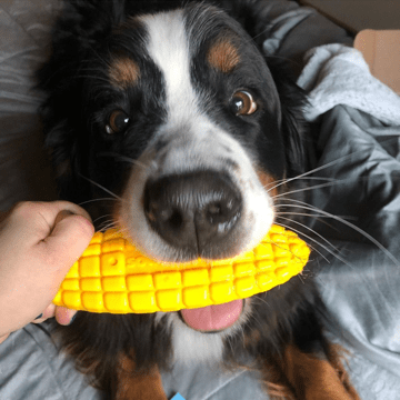 Corn on the Cob Nylon Dog Toy for Aggressive Chewers | USA Made | SodaPup - SodaPup/True Dogs, LLC - Flyclothing LLC