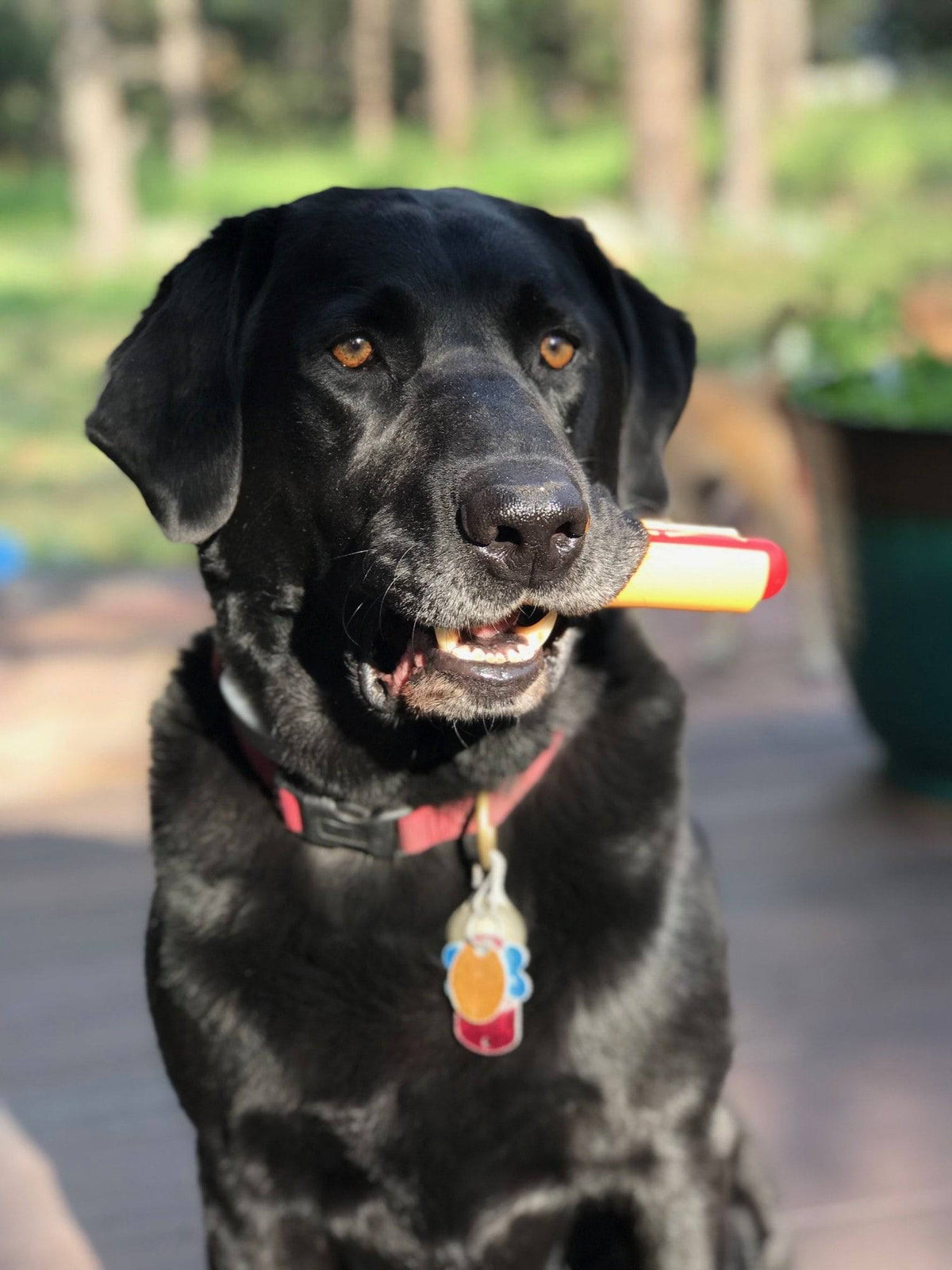 Hot Dog Nylon Dog Toy for Aggressive Chewers | USA Made | SodaPup - SodaPup/True Dogs, LLC - Flyclothing LLC