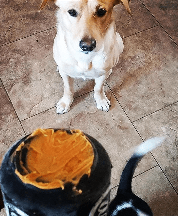 Magnum Can Toy Rubber Dog Chew Toy for Extreme Chewers | Treat Dispenser | USA Made - SodaPup/True Dogs, LLC - Flyclothing LLC