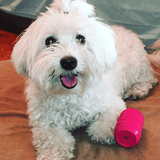 Puppy Can Toy Rubber Chew Toy for Teething Puppies | Treat Dispenser | USA Made - SodaPup/True Dogs, LLC - Flyclothing LLC