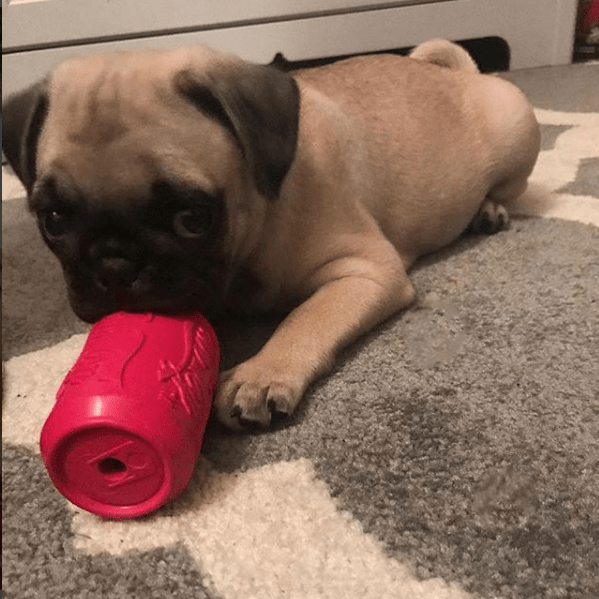 Puppy Can Toy Rubber Chew Toy for Teething Puppies | Treat Dispenser | USA Made - SodaPup/True Dogs, LLC - Flyclothing LLC