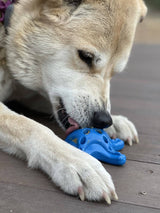 Starfish Nylon Dog Chew Toy for Aggressive Chewers | USA Made | SodaPup - SodaPup/True Dogs, LLC - Flyclothing LLC