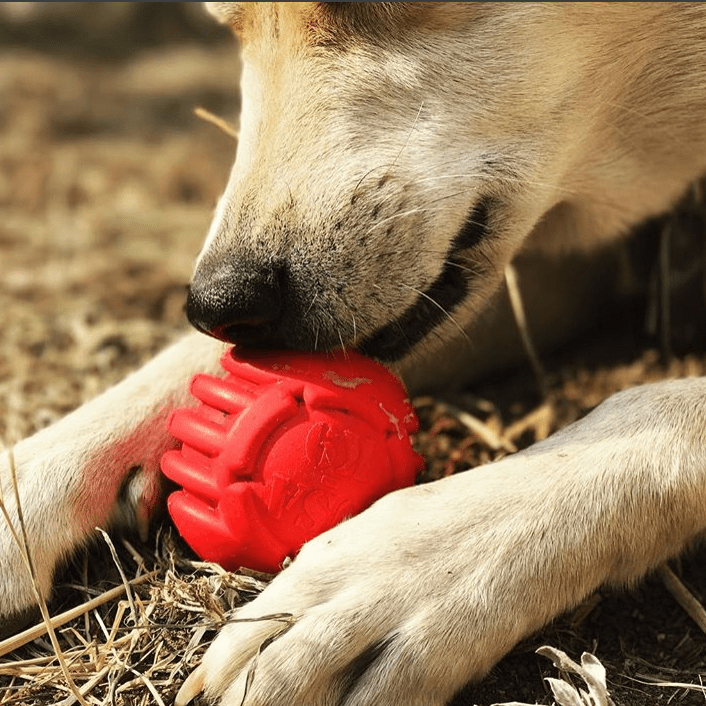 USA-K9 Stars and Stripes Rubber Dog Toy | K9 Handler Reward Toy | Red | USA Made - SodaPup/True Dogs, LLC - Flyclothing LLC