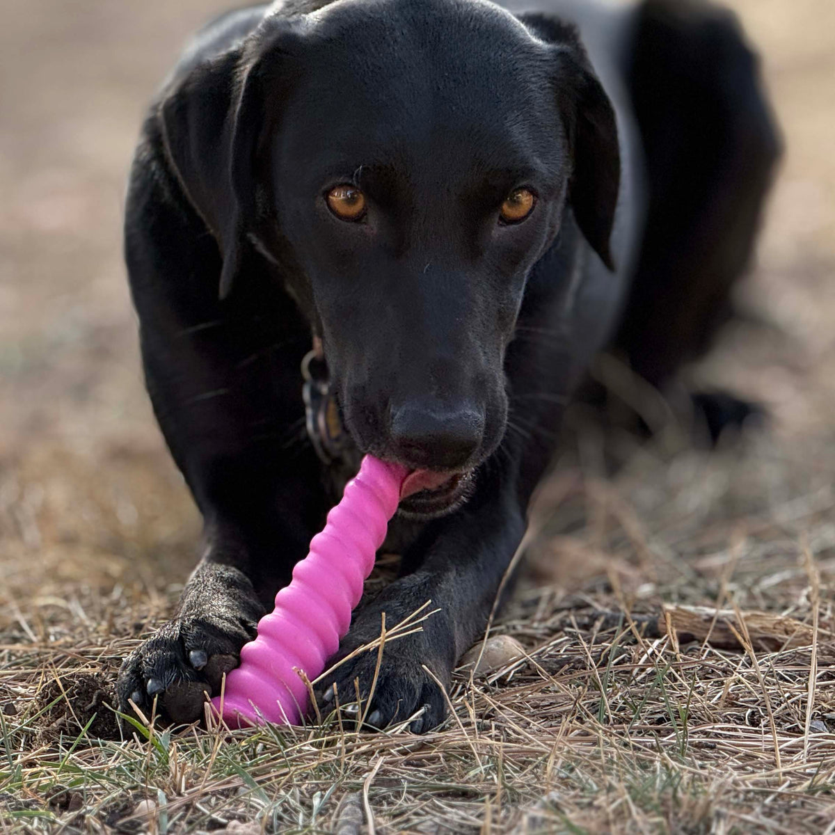 Unicorn Horn Nylon Dog Chew Toy | Durable for Aggressive Chewers | SodaPup - SodaPup/True Dogs, LLC - Flyclothing LLC