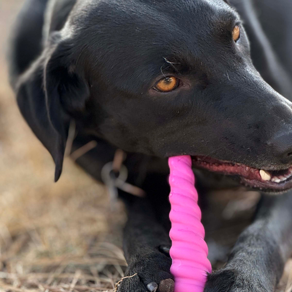 Unicorn Horn Nylon Dog Chew Toy | Durable for Aggressive Chewers | SodaPup - SodaPup/True Dogs, LLC - Flyclothing LLC