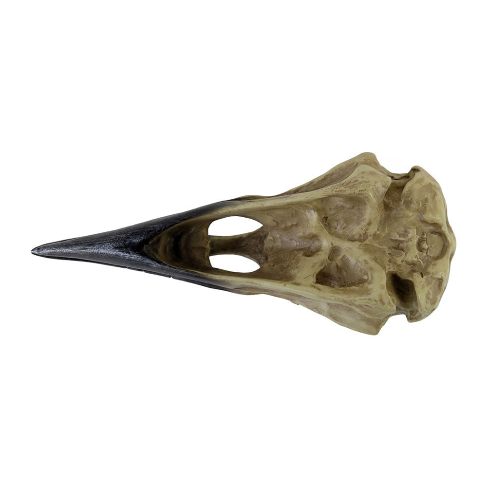 Corvus Alchemia Skull - Alchemy of England - Flyclothing LLC