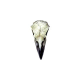 Reliquary Raven Skull - Alchemy of England - Flyclothing LLC