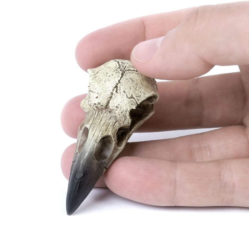 Reliquary Raven Skull - Alchemy of England - Flyclothing LLC