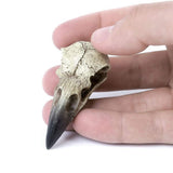 Reliquary Raven Skull - Alchemy of England - Flyclothing LLC